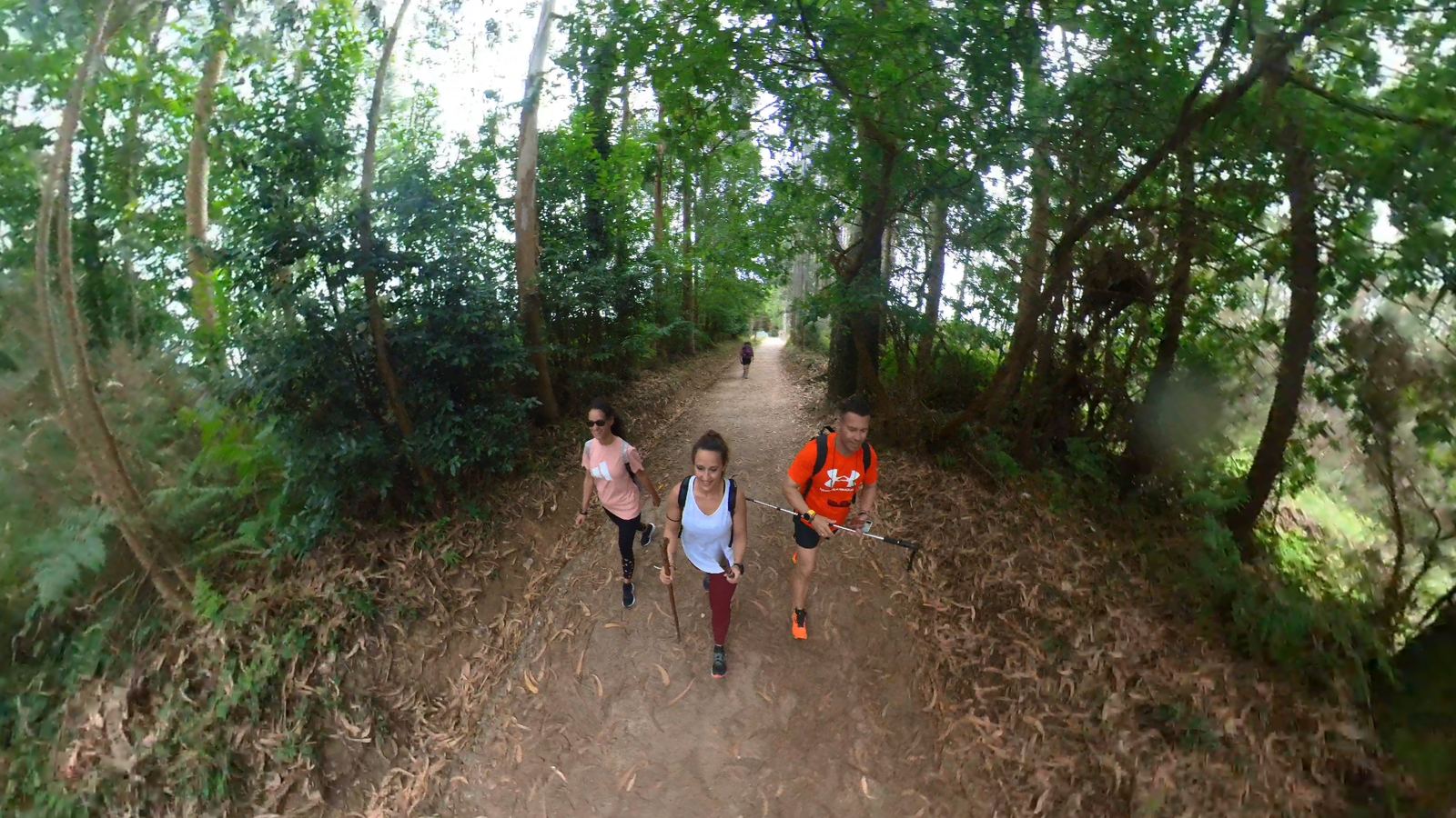 Grupo de peregrinos caminando por una senda boscosa del Camino
