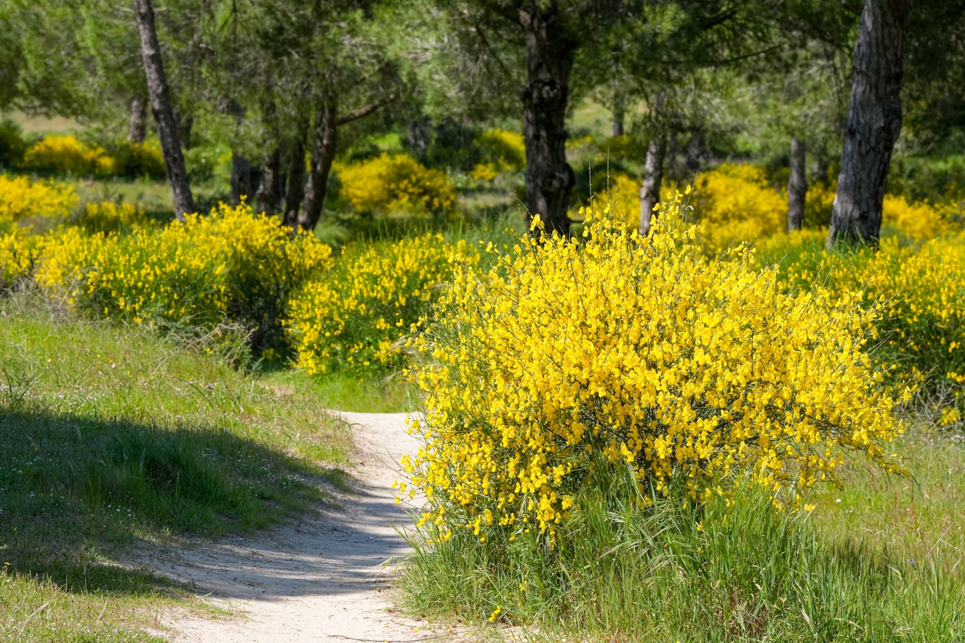 Camino Portugués