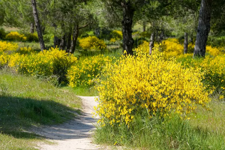 Camino Portugués